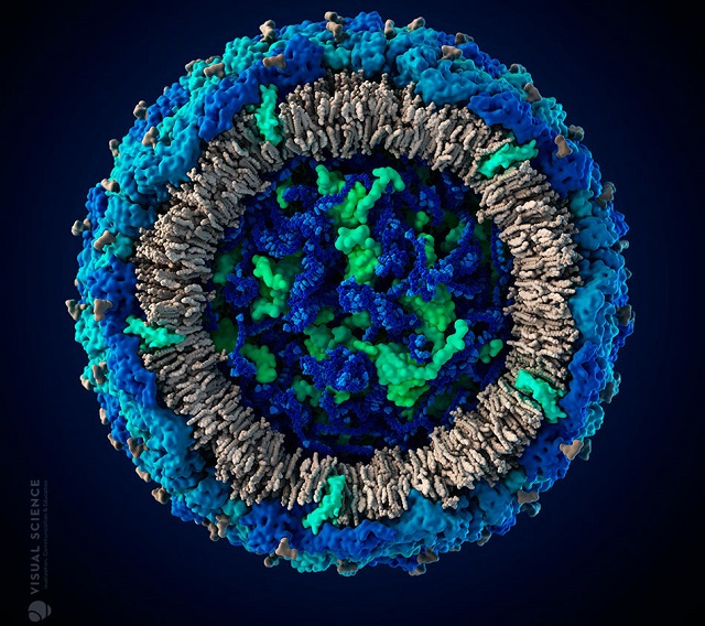 3D-модель вируса Зика создана при участии учёных из НГУ