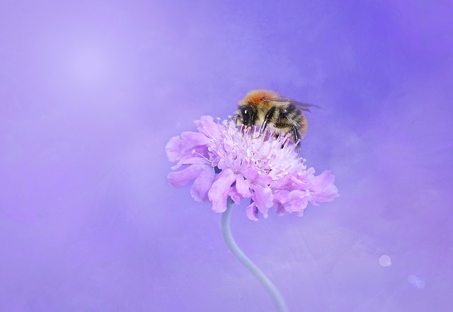 www.pixabay.com