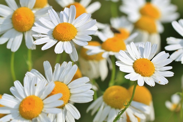 chamomile-401490_640.jpg www.pixabay.com