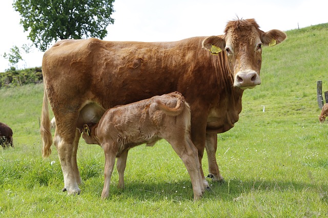 cow-489687_640.jpg www.pixabay.com