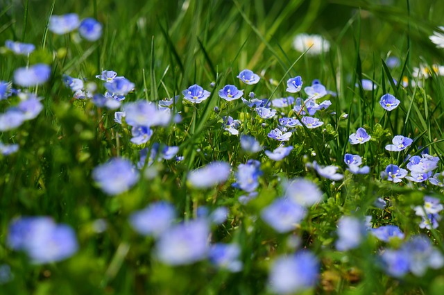 Клещевой энцефалит www.pixabay.com