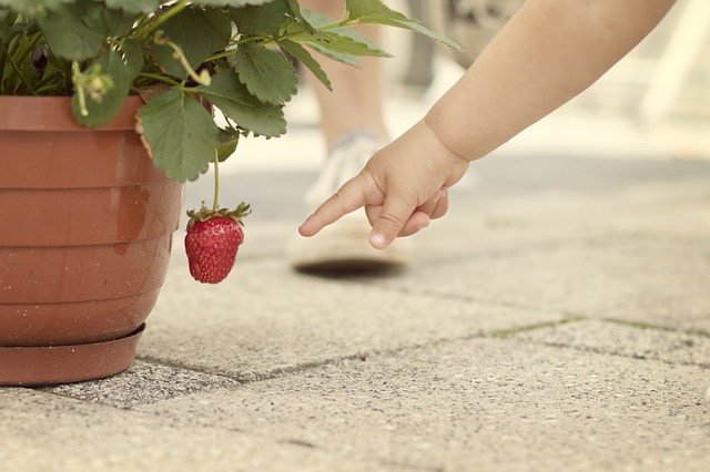 strawberry-619397_640.jpg www.pixabay.com