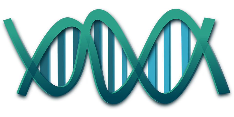 dna-306347_960_720.png www.pixabay.com