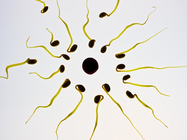 sperm-956481_640.jpg www.pixabay.com