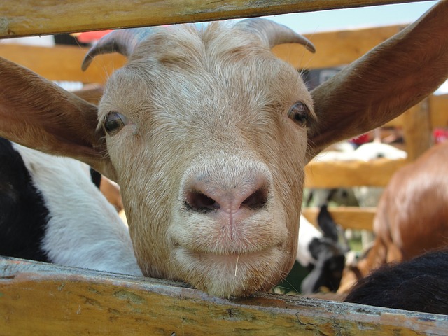 goat-115845_640.jpg www.pixabay.com
