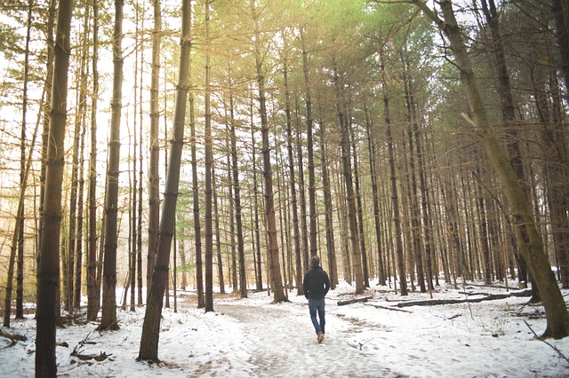 woods-690939_640.jpg www.pixabay.com