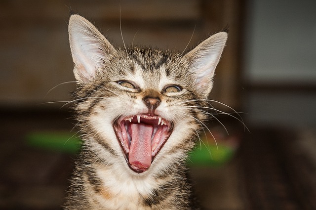 tiger-room-272101_640.jpg www.pixabay.com