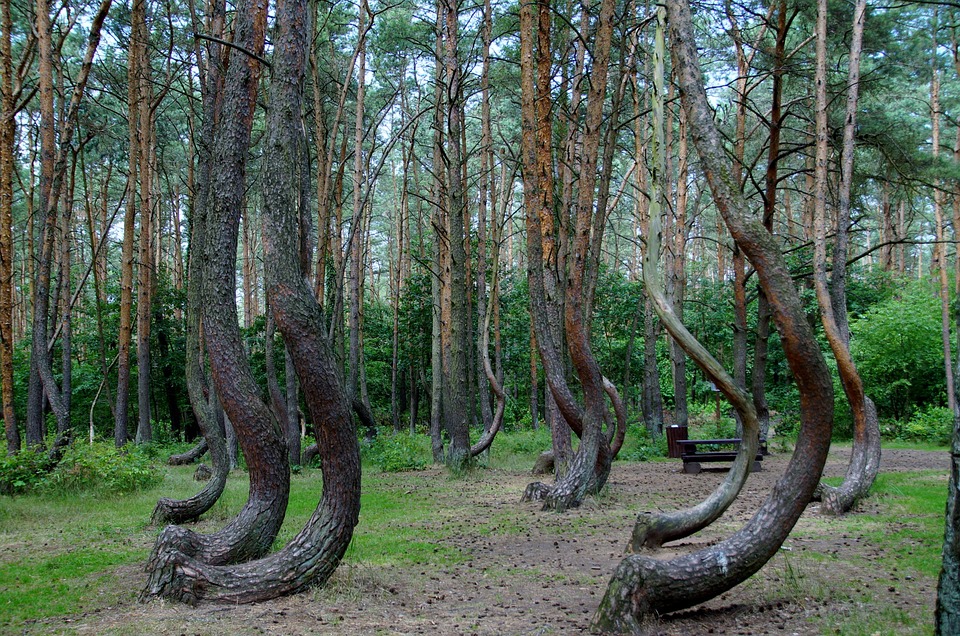 Сколиоз у детей www.pixabay.com