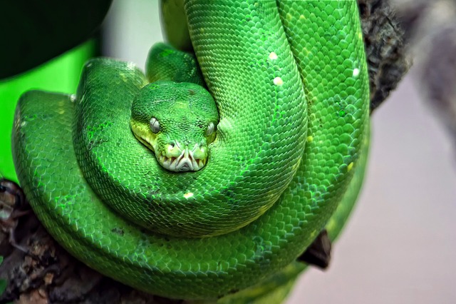 snake-653649_640.jpg www.pixabay.com